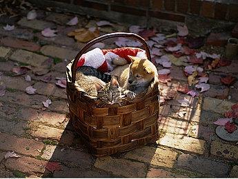 《怪物猎人物语2：破灭之翼》Steam正式发售 体验版上线